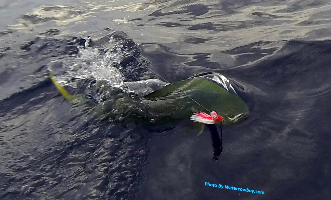 Mahi hitting lure at surface