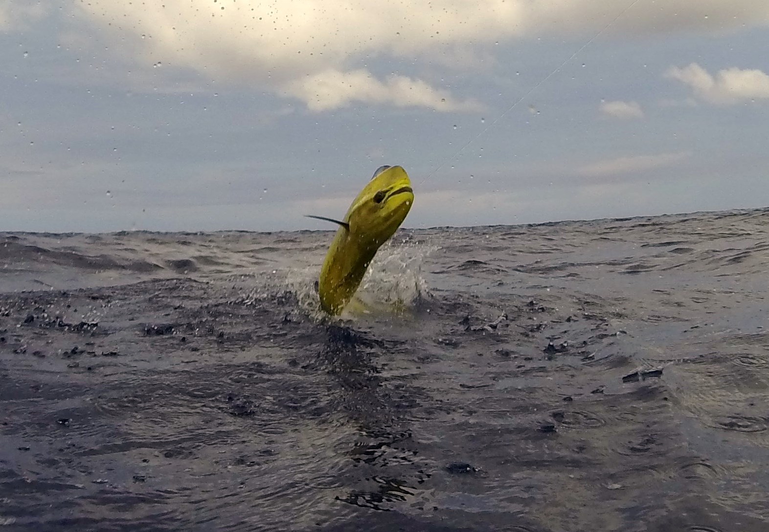Mahi exploding on surface