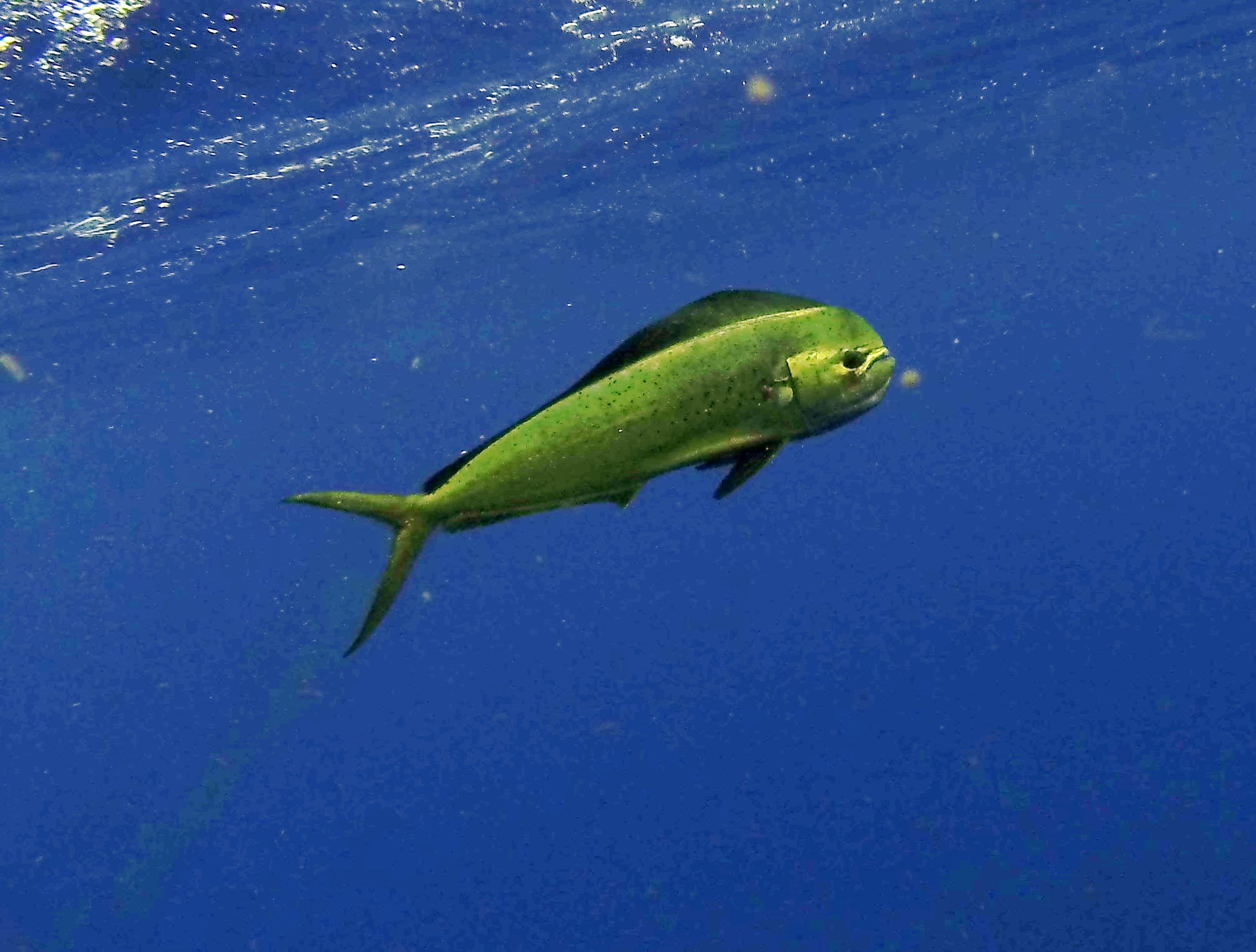 Mahi leaping