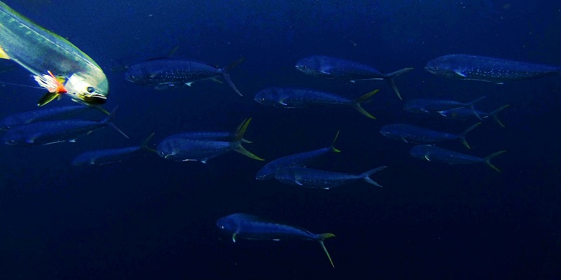 Mahi school with lure
