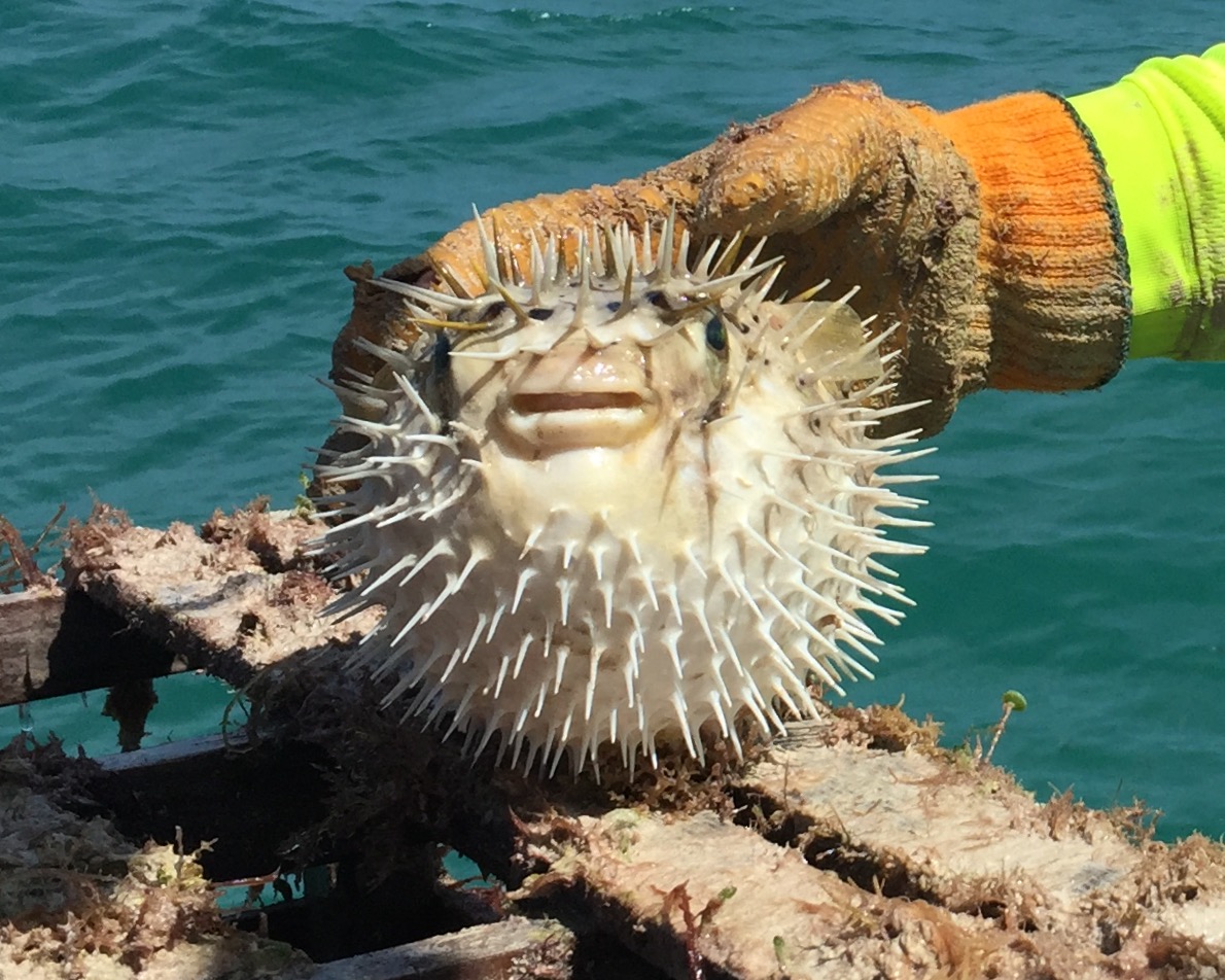 Pufferfish