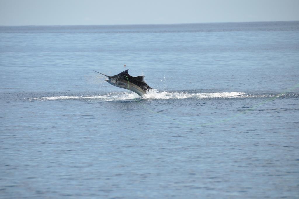 Sailfish jumping